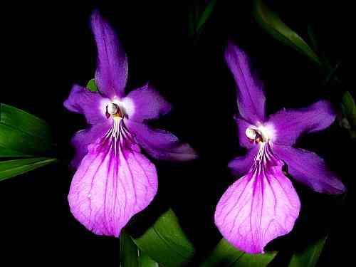 Miltonia spectabilis moreliana